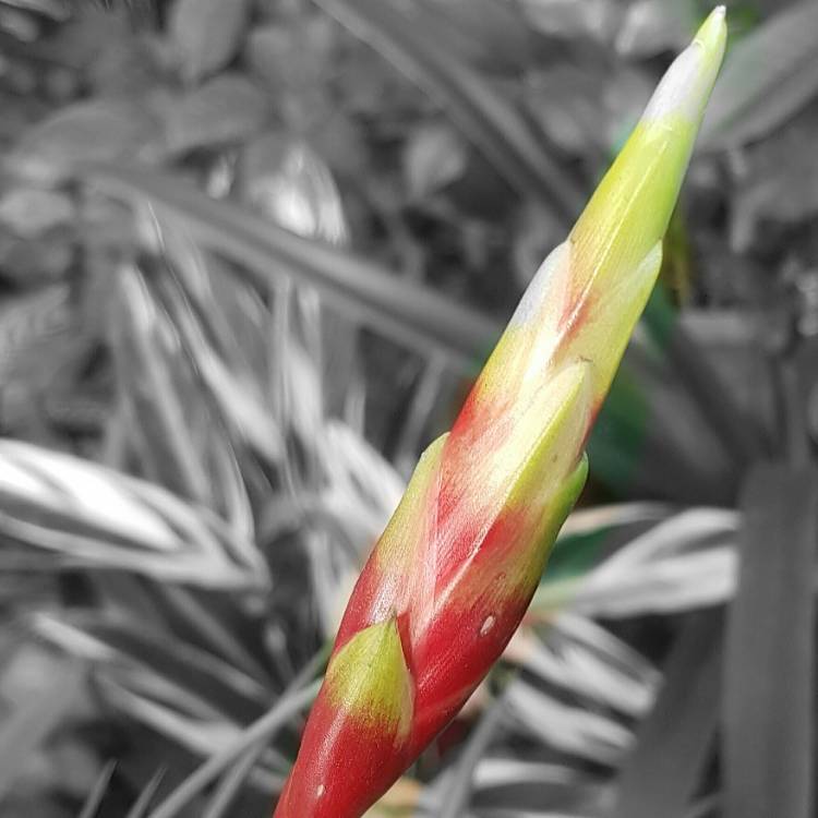 Plant image Vriesea