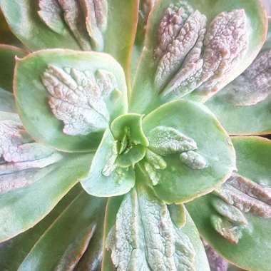 Echeveria Baron Bold