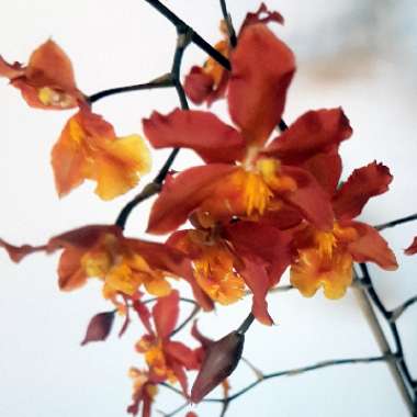 x Wilsonara 'Aloha Sparks'