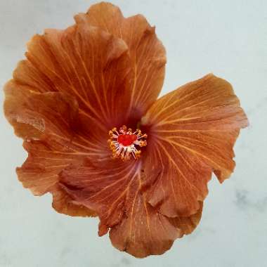 Hibiscus rosa-sinensis
