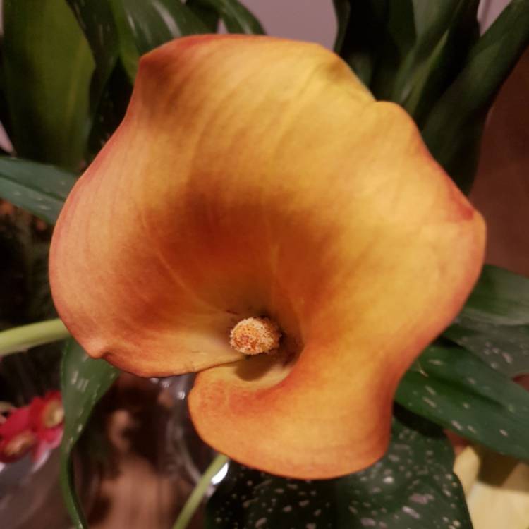 plant image 709363