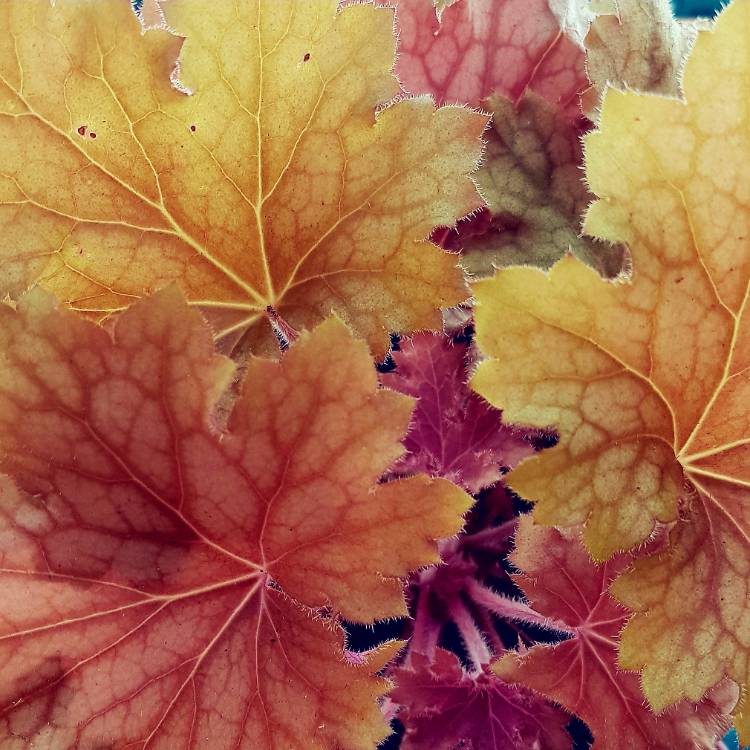 Plant image Heuchera 'Kira Tundra'