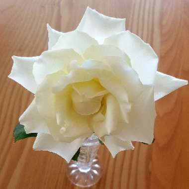 Rosa 'Pope John Paul II'