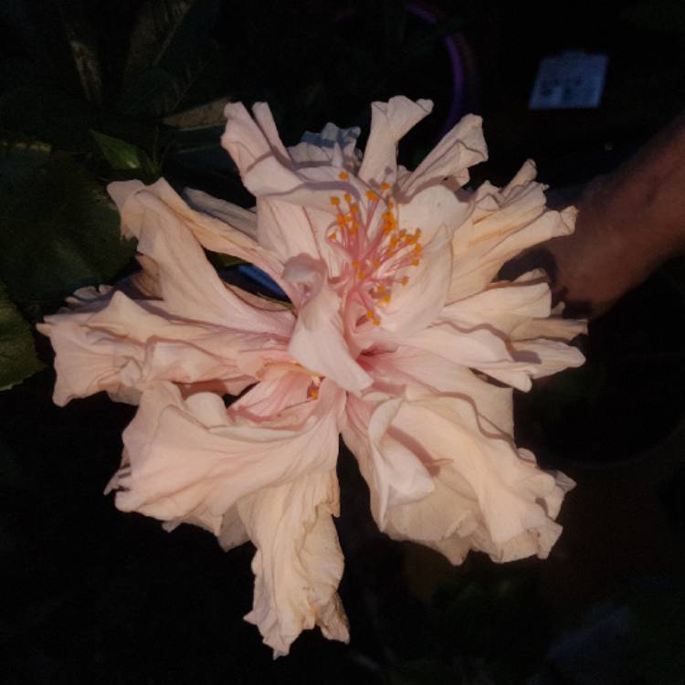 plant image 737596 plant image 737596