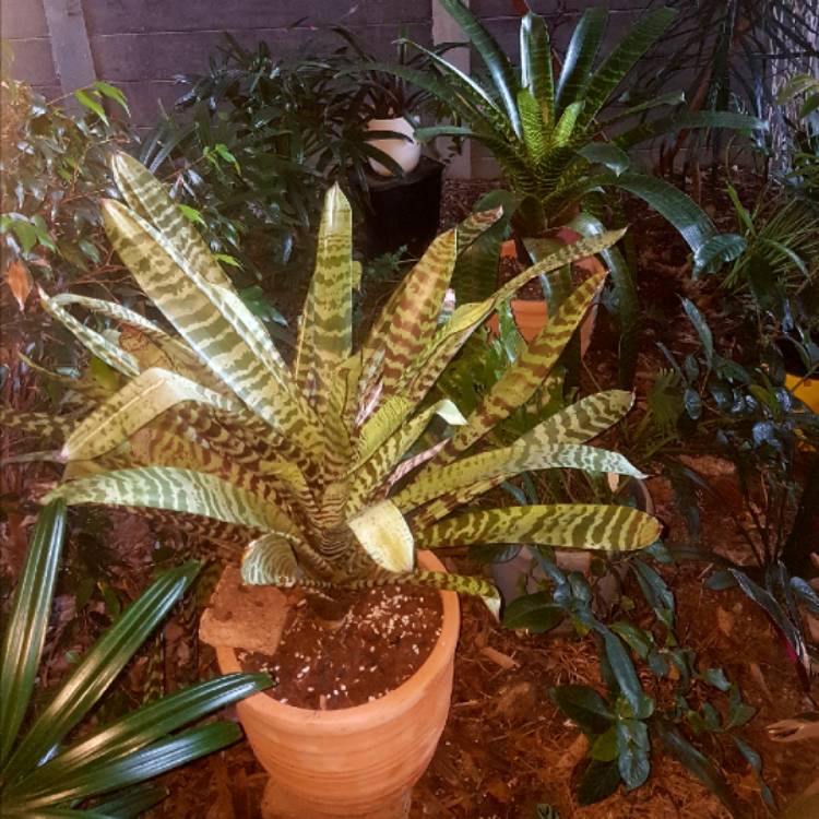 Plant image Vriesea fosteriana 'Red Chestnut'
