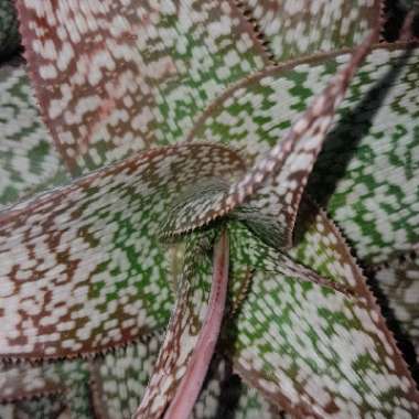 Aloe hybrid 'Pink Blush'