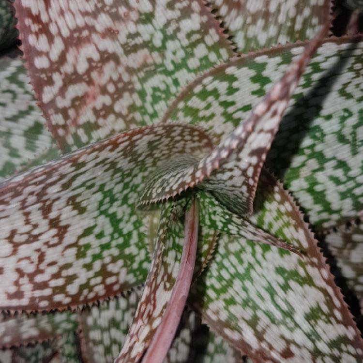 Plant image Aloe hybrid 'Pink Blush'