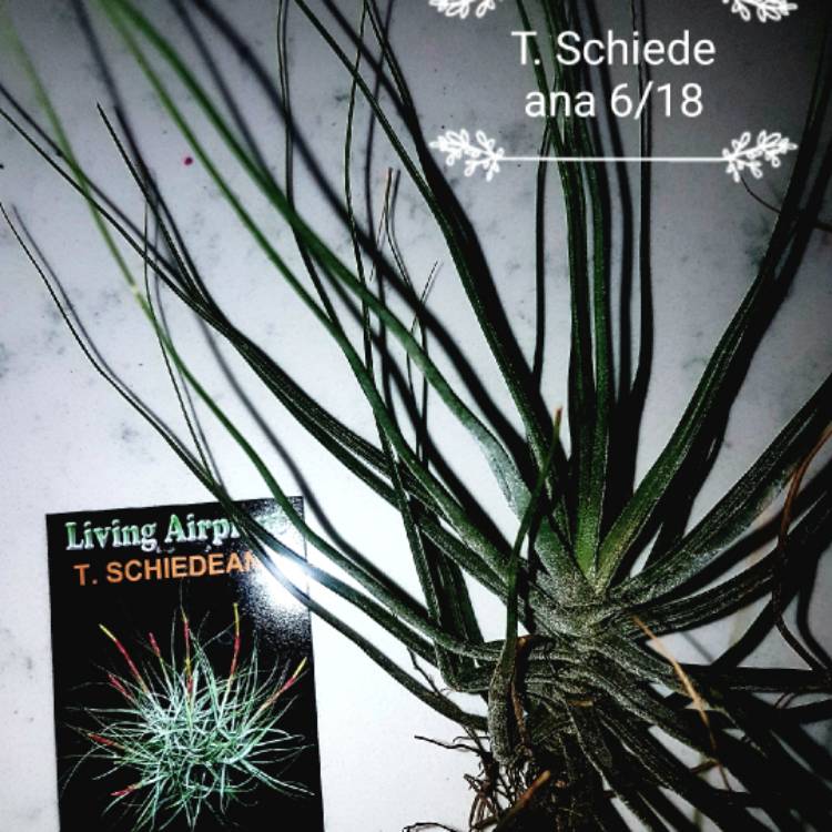 plant image 744918