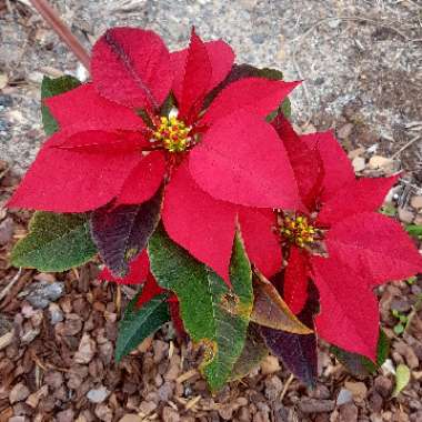 Euphorbia pulcherrima