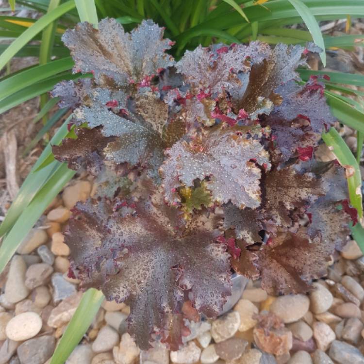 plant image 747538