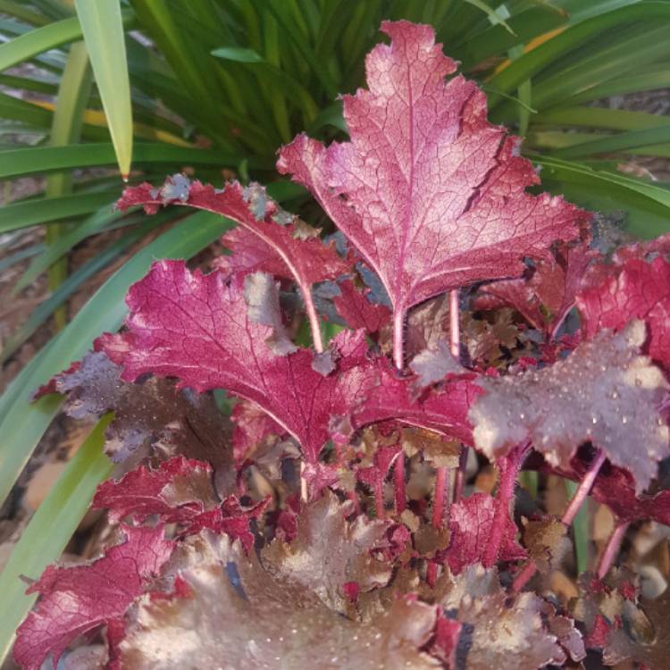 plant image 748477