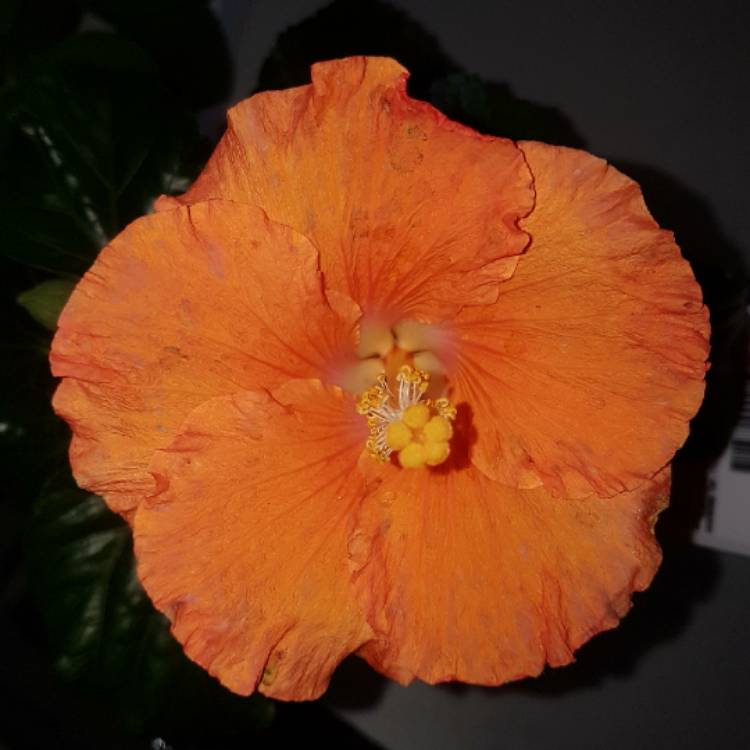 plant image 757890 plant image 757890