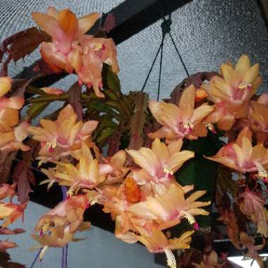 Schlumbergera truncata Christmas Flame