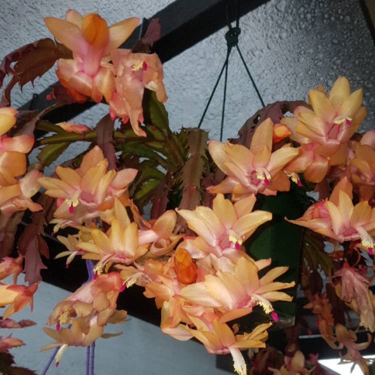 Plant image Schlumbergera truncata Christmas Flame