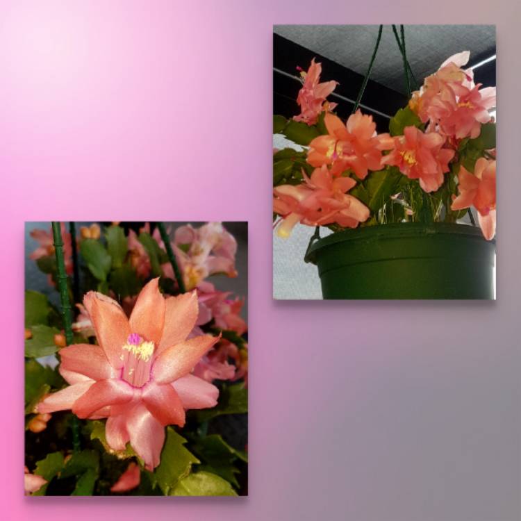 plant image 767269