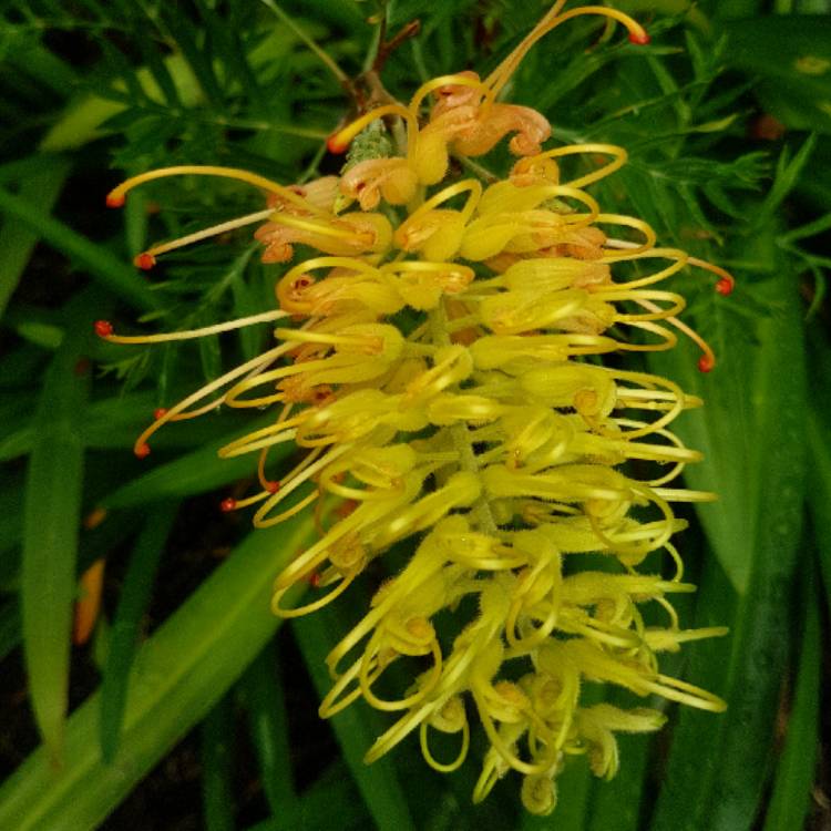 plant image 774897 plant image 774897
