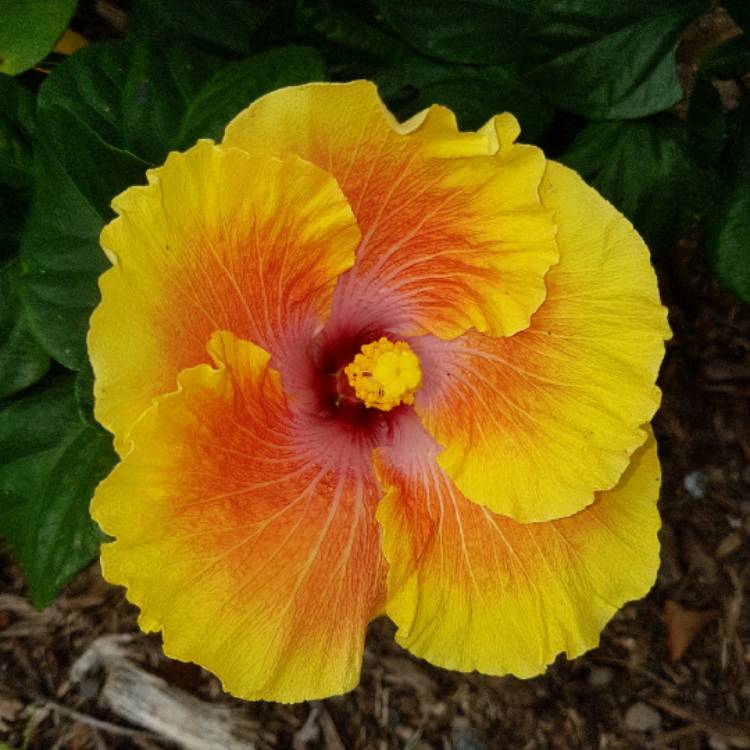plant image 775459 plant image 775459