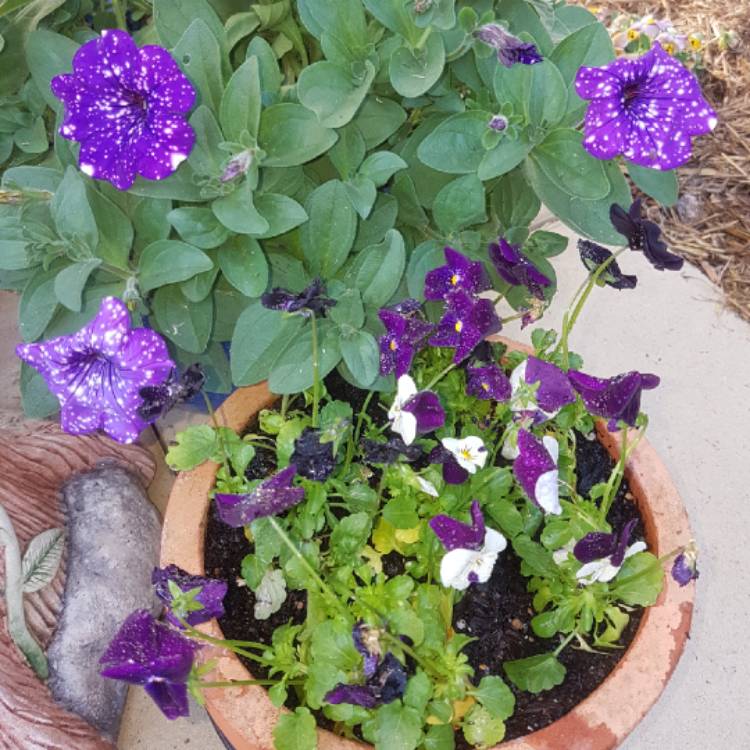 plant image 793382