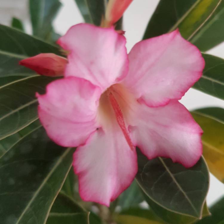 plant image 800466 plant image 800466