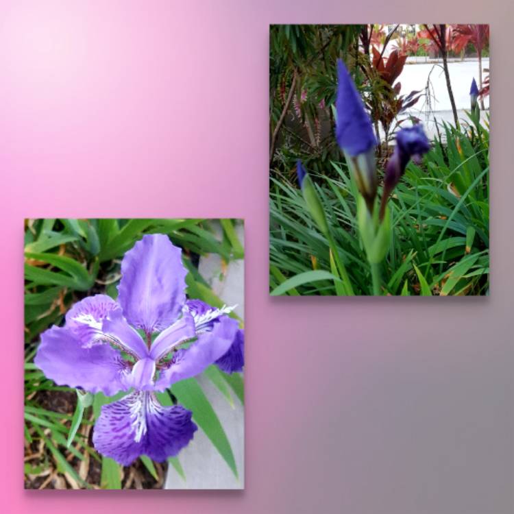plant image 801360 plant image 801360