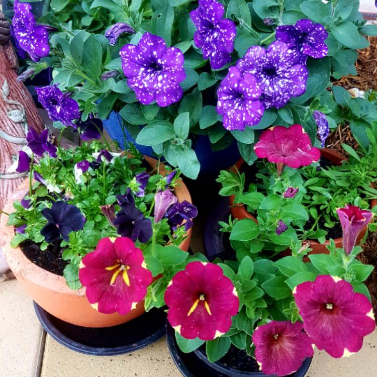 plant image 802231