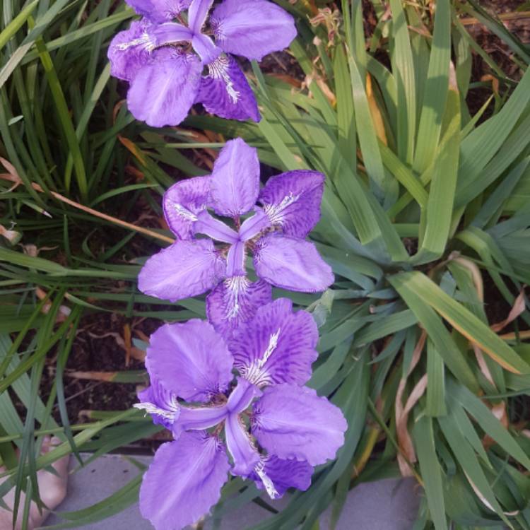 plant image 816132 plant image 816132