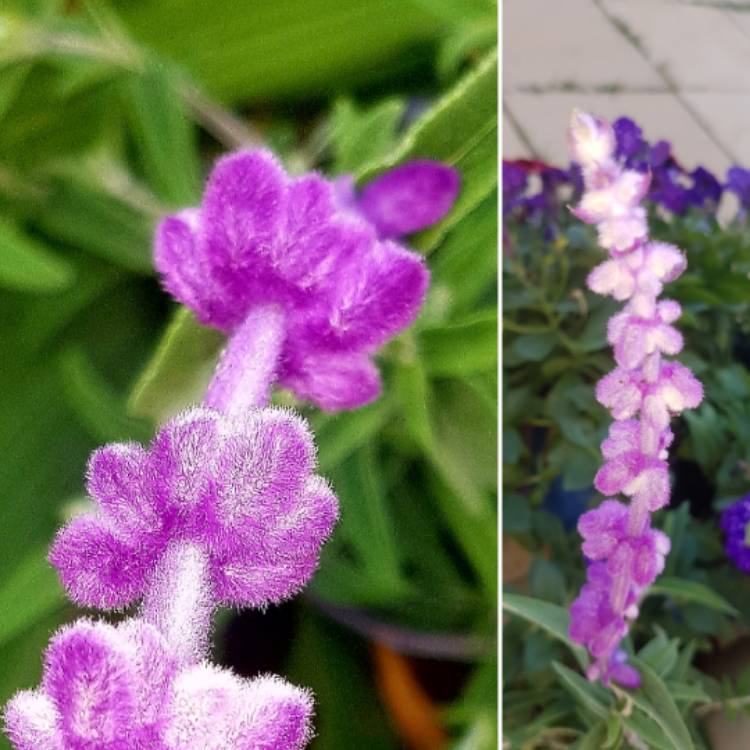 plant image 820226