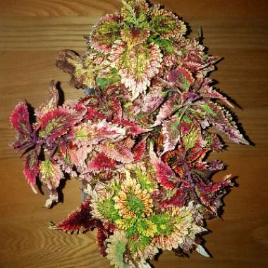 Solenostemon scutellarioides  syn. Plectranthus scutellarioides, Coleus scutellarioides, Coleus blumei