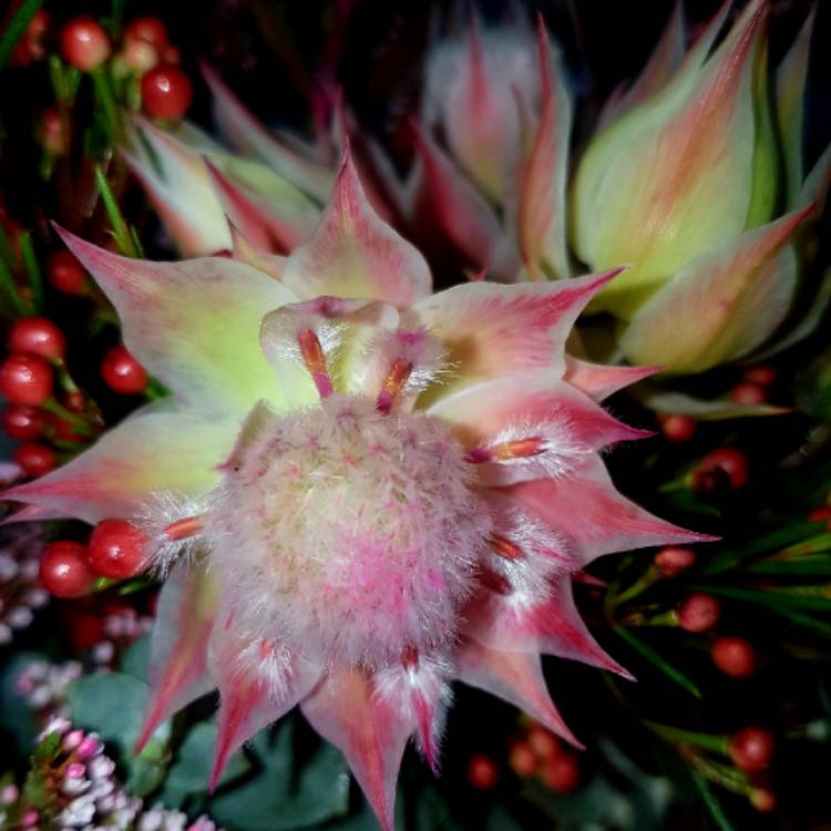 plant image 832898