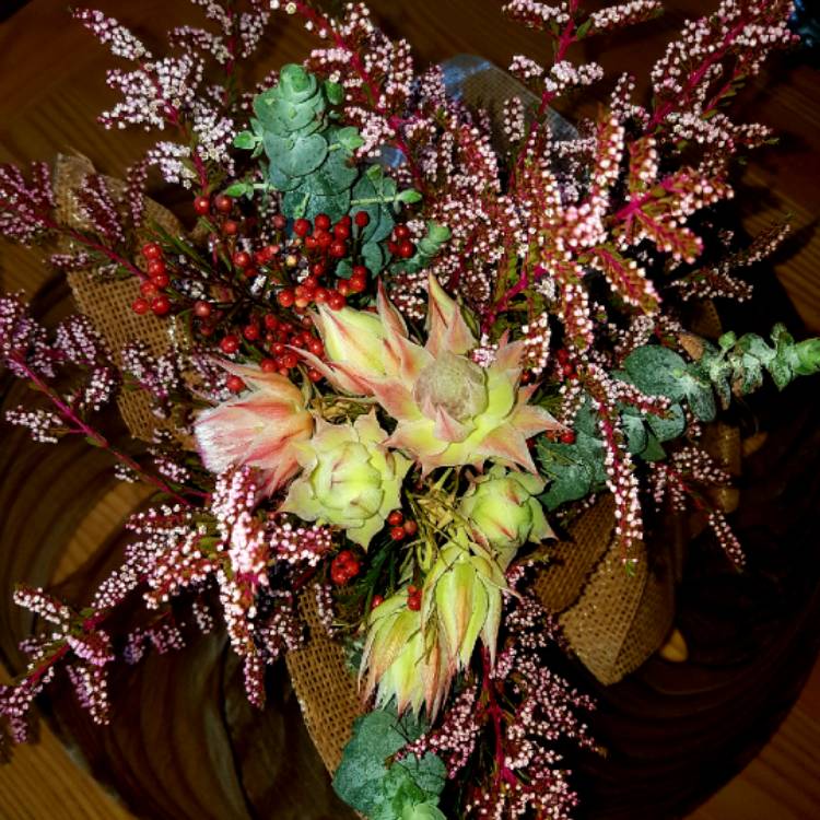 Plant image Serruria florida 'Blushing Bride'