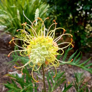 Grevillea 'Peaches and Cream'