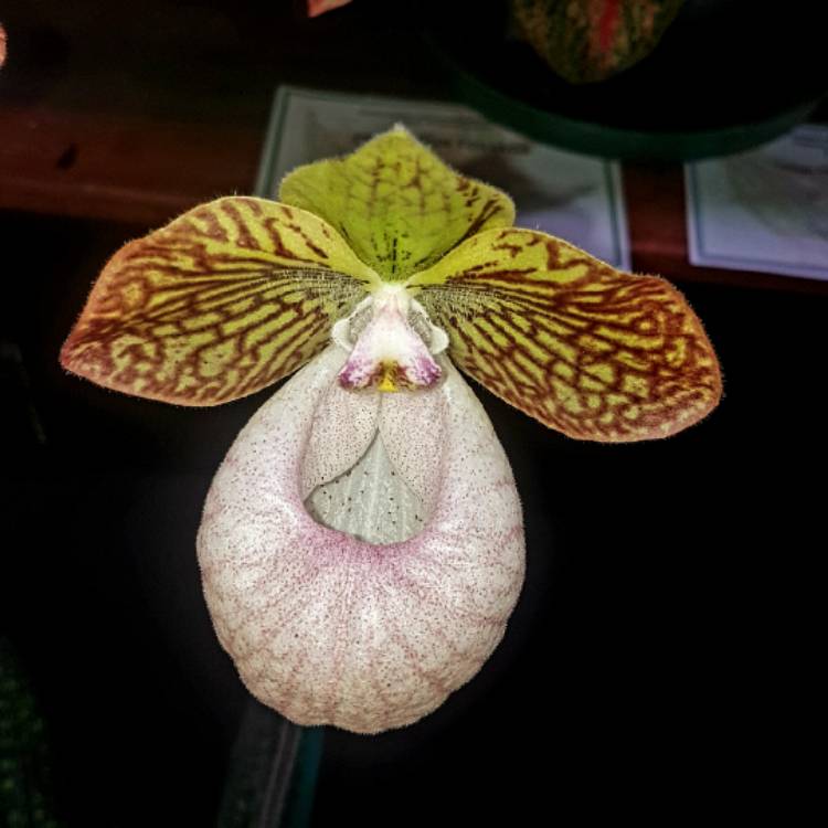 Plant image Paphiopedilum