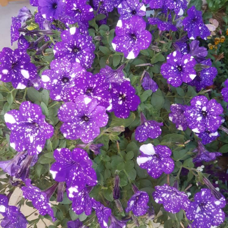 plant image 850819