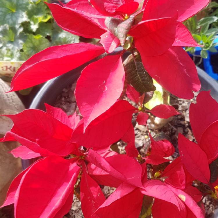 plant image 850849 plant image 850849
