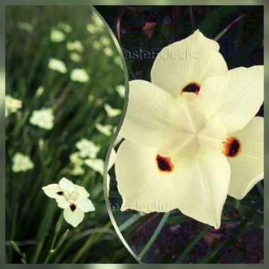 Dietes bicolor