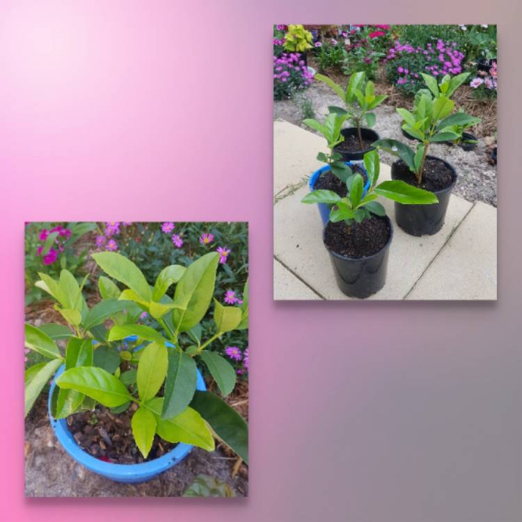 plant image 853330 plant image 853330