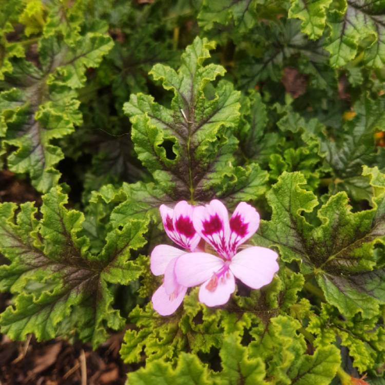 plant image 856264