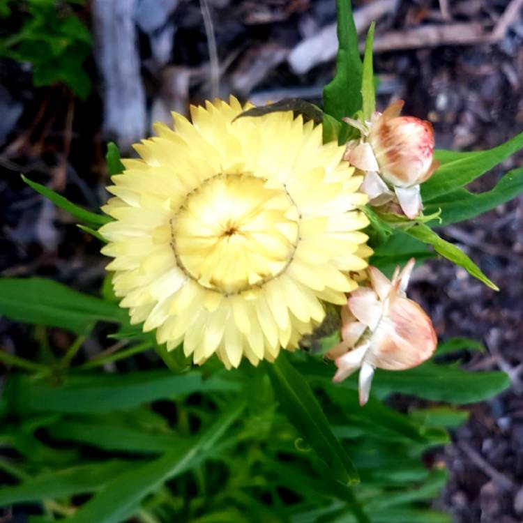 Plant image Xerochrysum bracteatum 'Cottage Yellow'