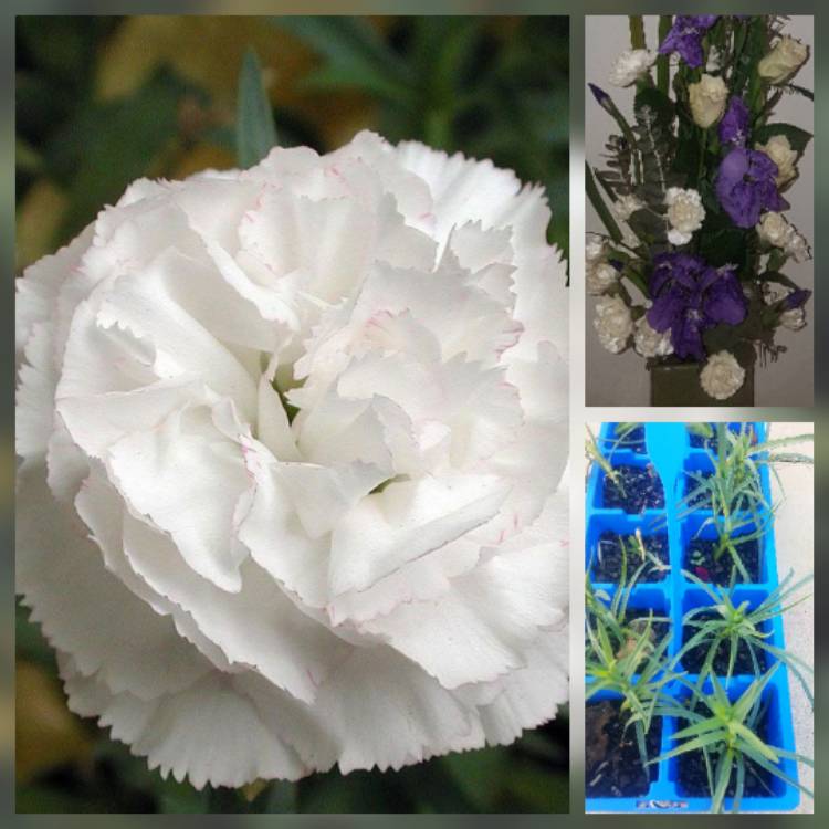 Plant image Dianthus Caryophyllus 'Grenadin White'