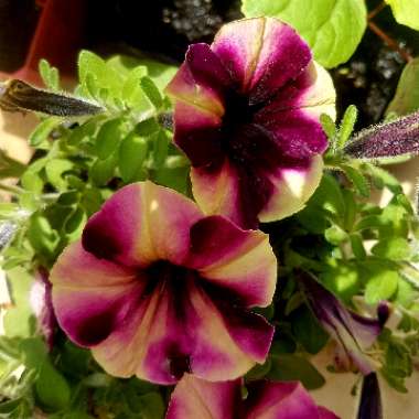 Petunia 'Wespecrapul' (Crazytunia Series) syn. Petunia 'Pulse'