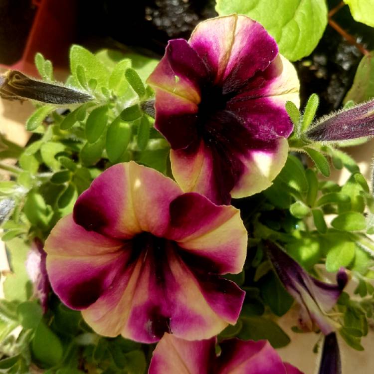plant image 864736