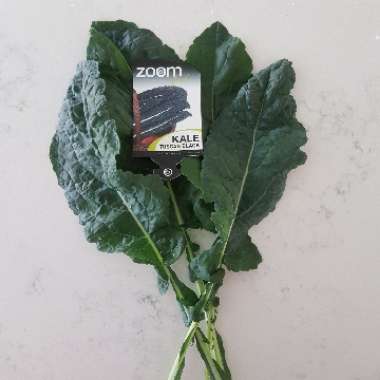 Brassica oleracea (Acephala Group) 'Nero di Toscana'