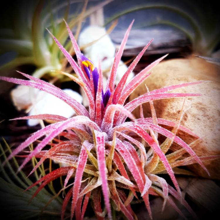 Plant image Tillandsia Ionantha v Hamimula 'Mexico'