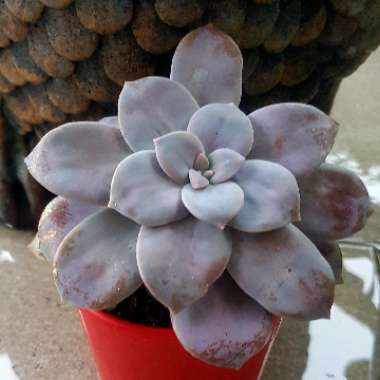 Graptopetalum Superbum