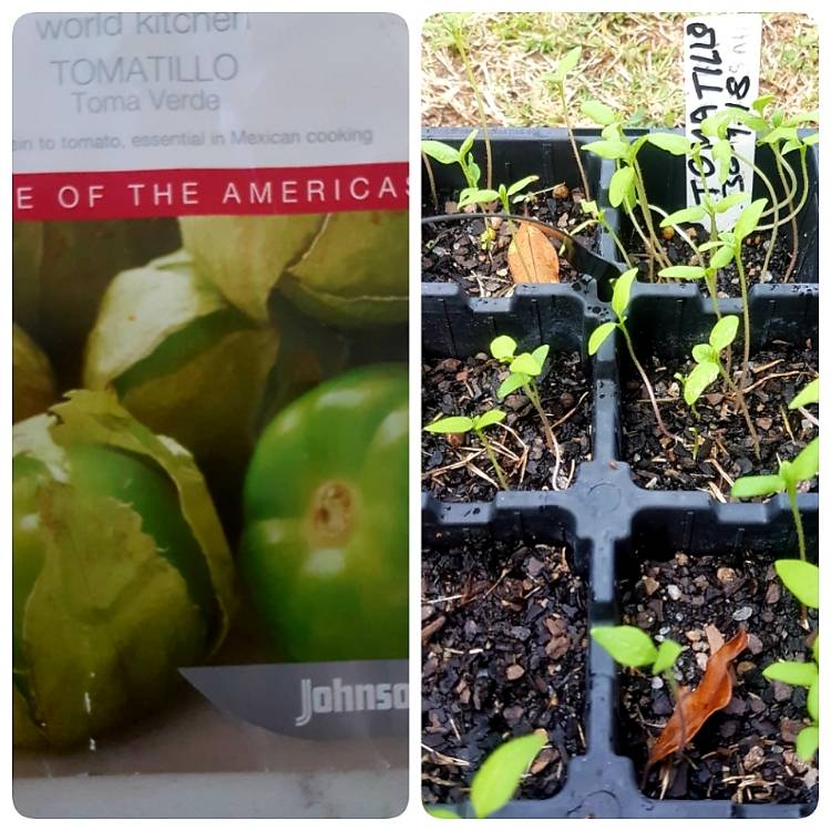 plant image 873524 plant image 873524