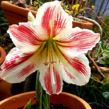 Hippeastrum 'Beau Geste'