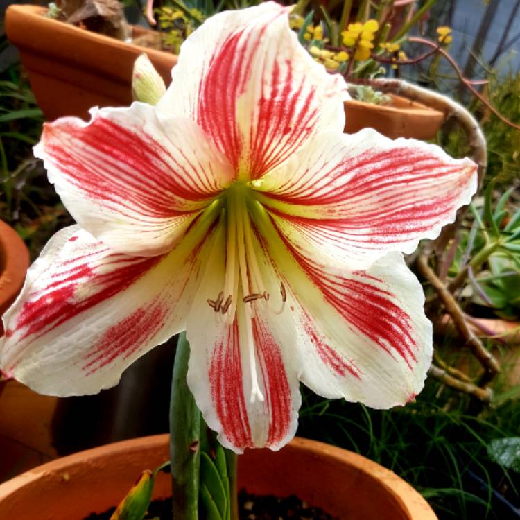 plant image 875016