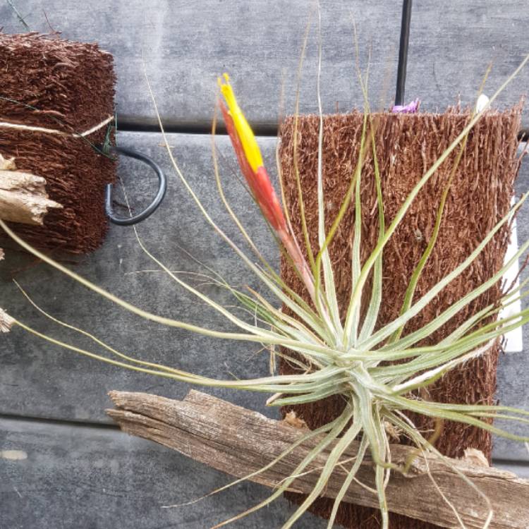 Plant image Tillandsia schiedeana