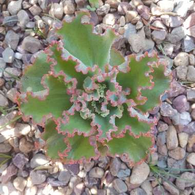 Echeveria Dick's Pink