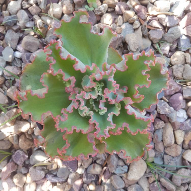 plant image 882208